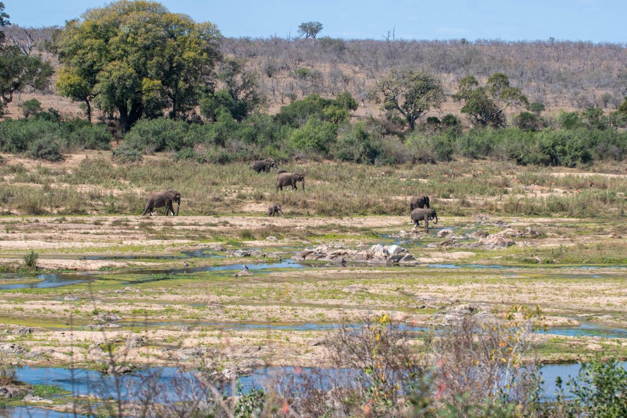Foxy Crocodile Bush & Kruger Safari's - No Loadshedding * Marloth Park