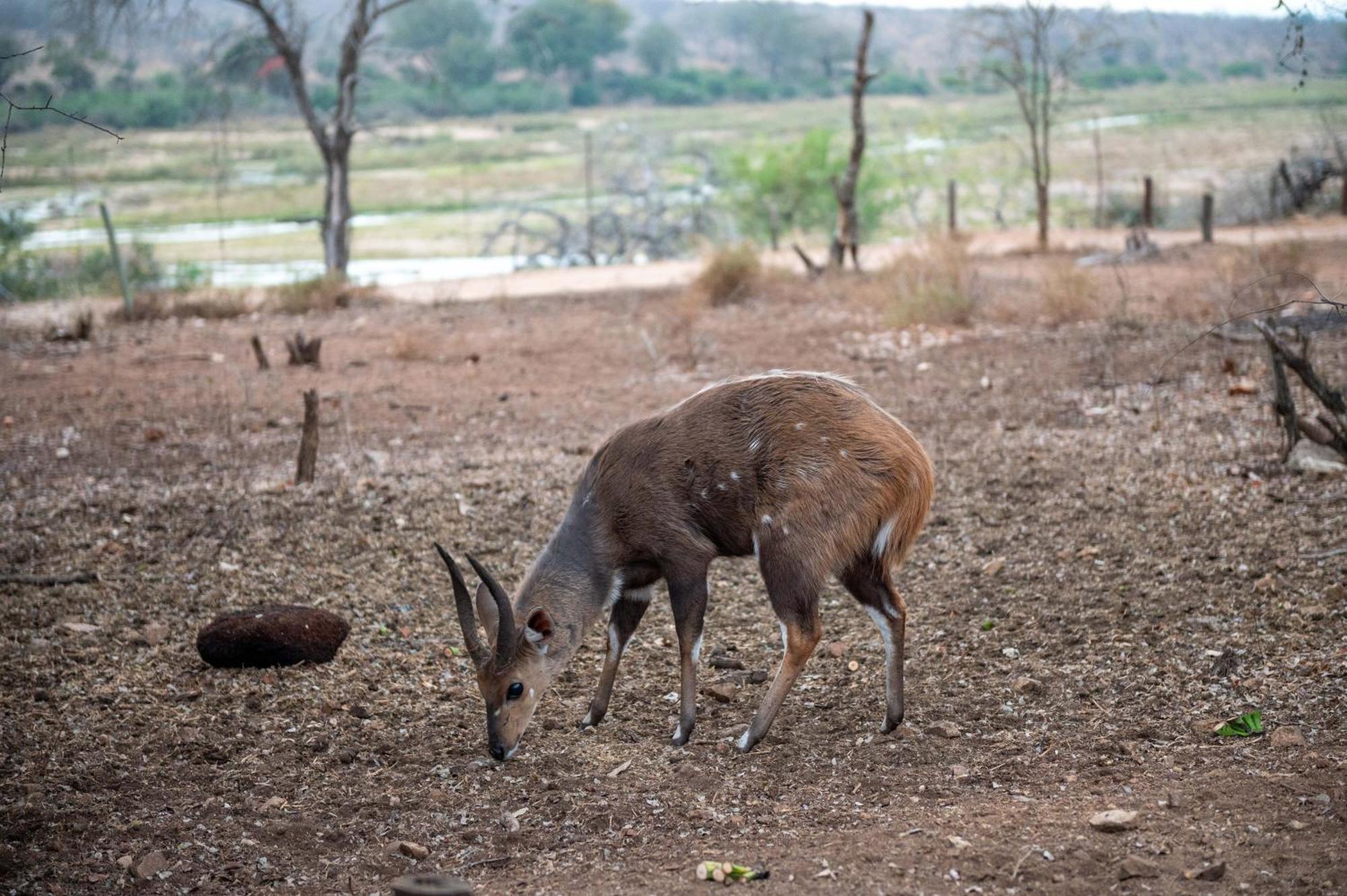 Foxy Crocodile Bush & Kruger Safari's - No Loadshedding