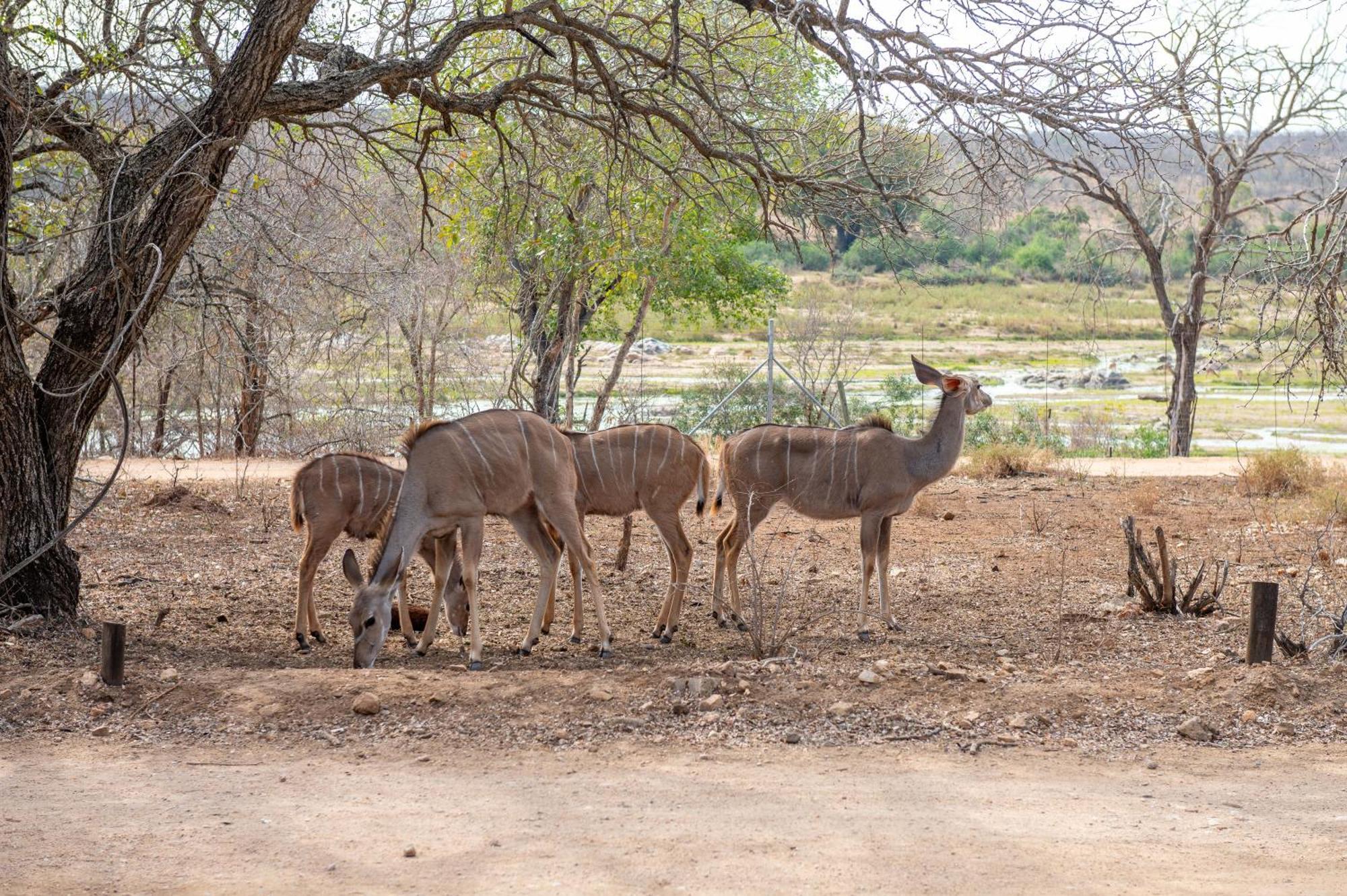 Lodge Foxy Crocodile Bush & Kruger Safari's - No Loadshedding Marloth Park
