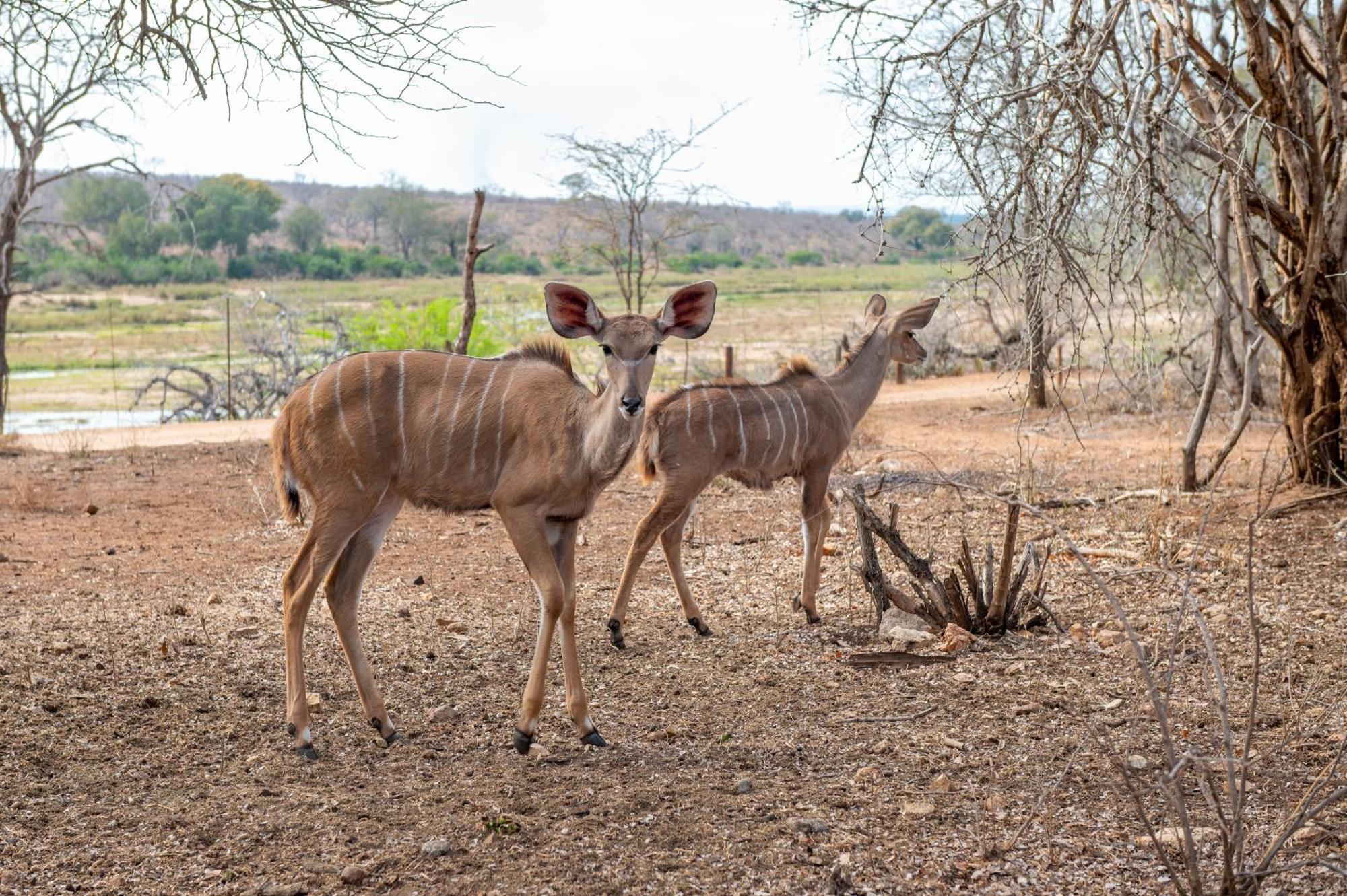 Foxy Crocodile Bush & Kruger Safari's - No Loadshedding Marloth Park