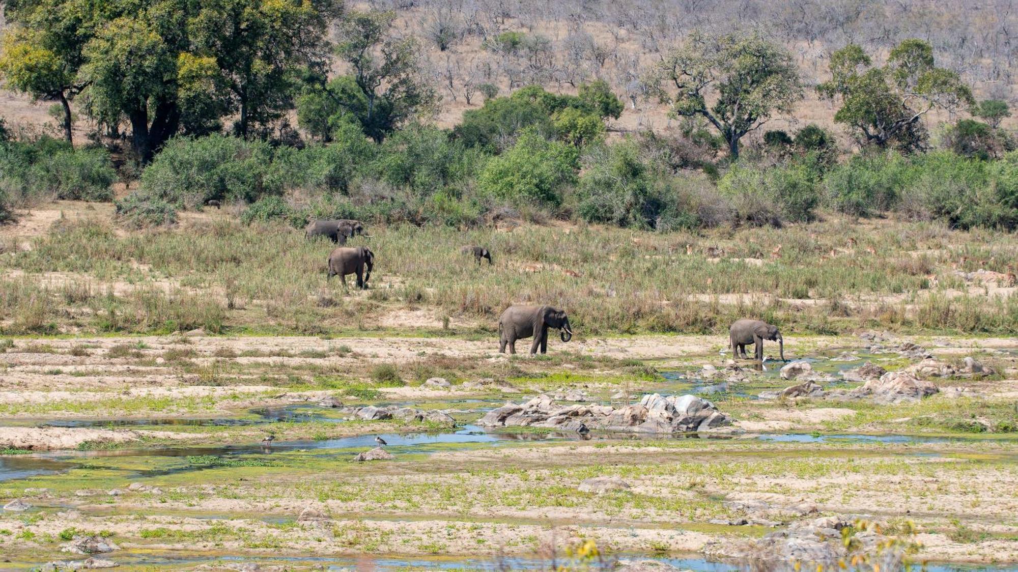 Lodge Foxy Crocodile Bush & Kruger Safari's - No Loadshedding Marloth Park