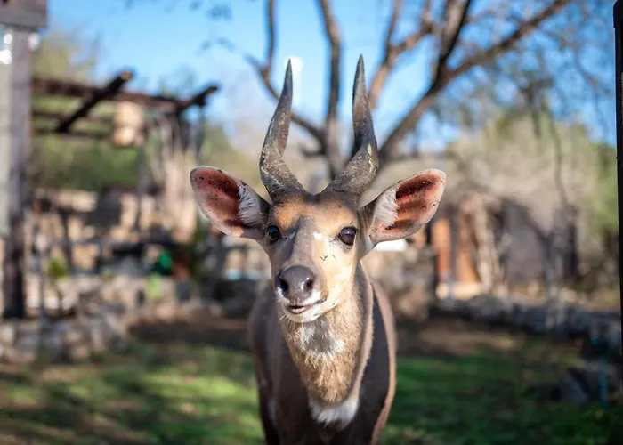 Foxy Crocodile Bush Lodge & Kruger Safari\'S - No Loadshedding
