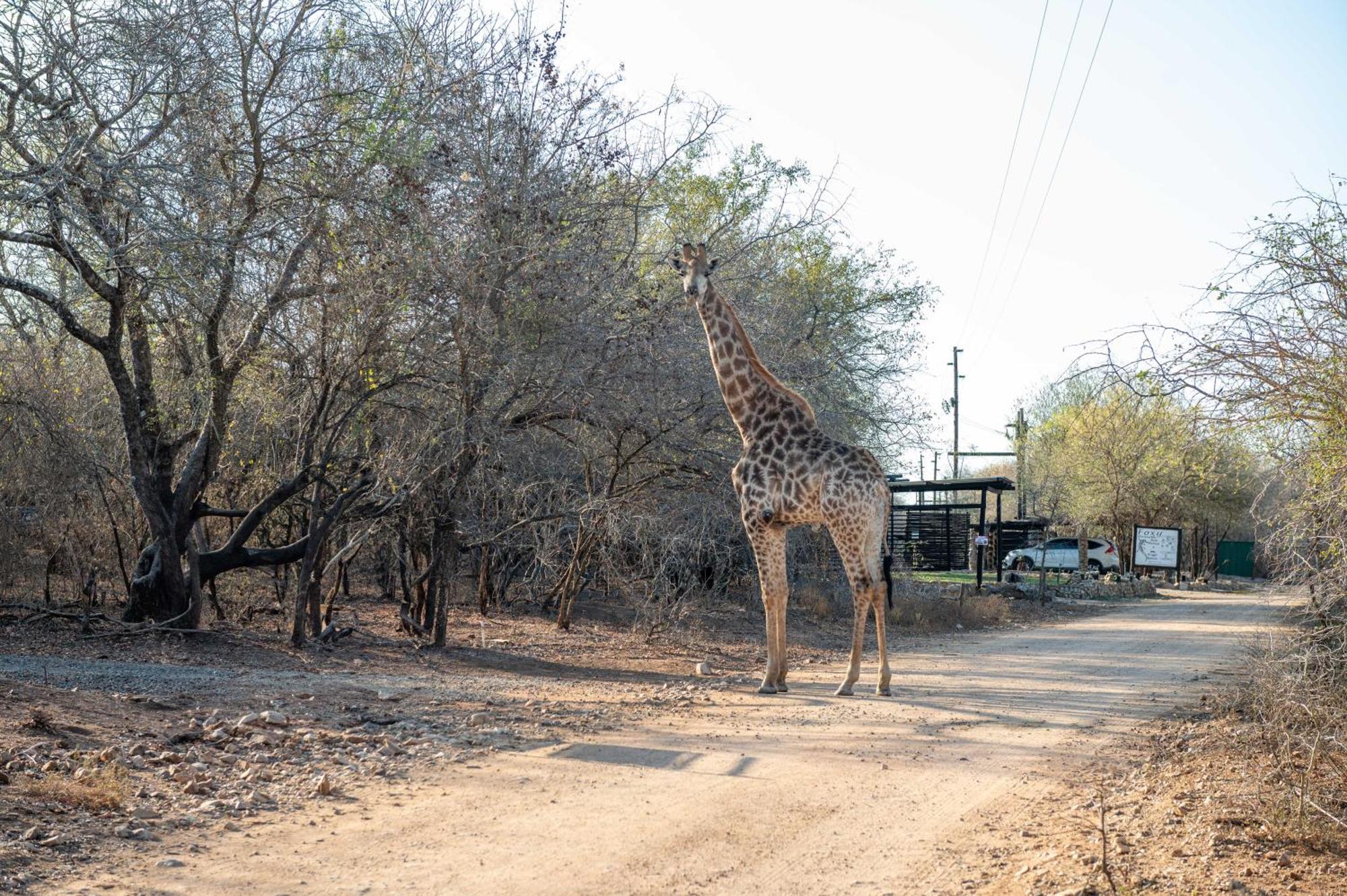 Foxy Crocodile Bush & Kruger Safari's - No Loadshedding
