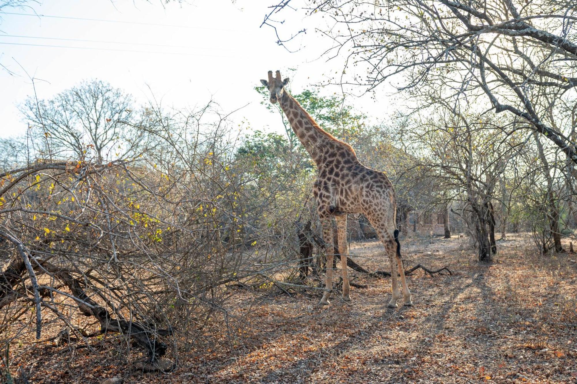 Lodge Foxy Crocodile Bush & Kruger Safari's - No Loadshedding