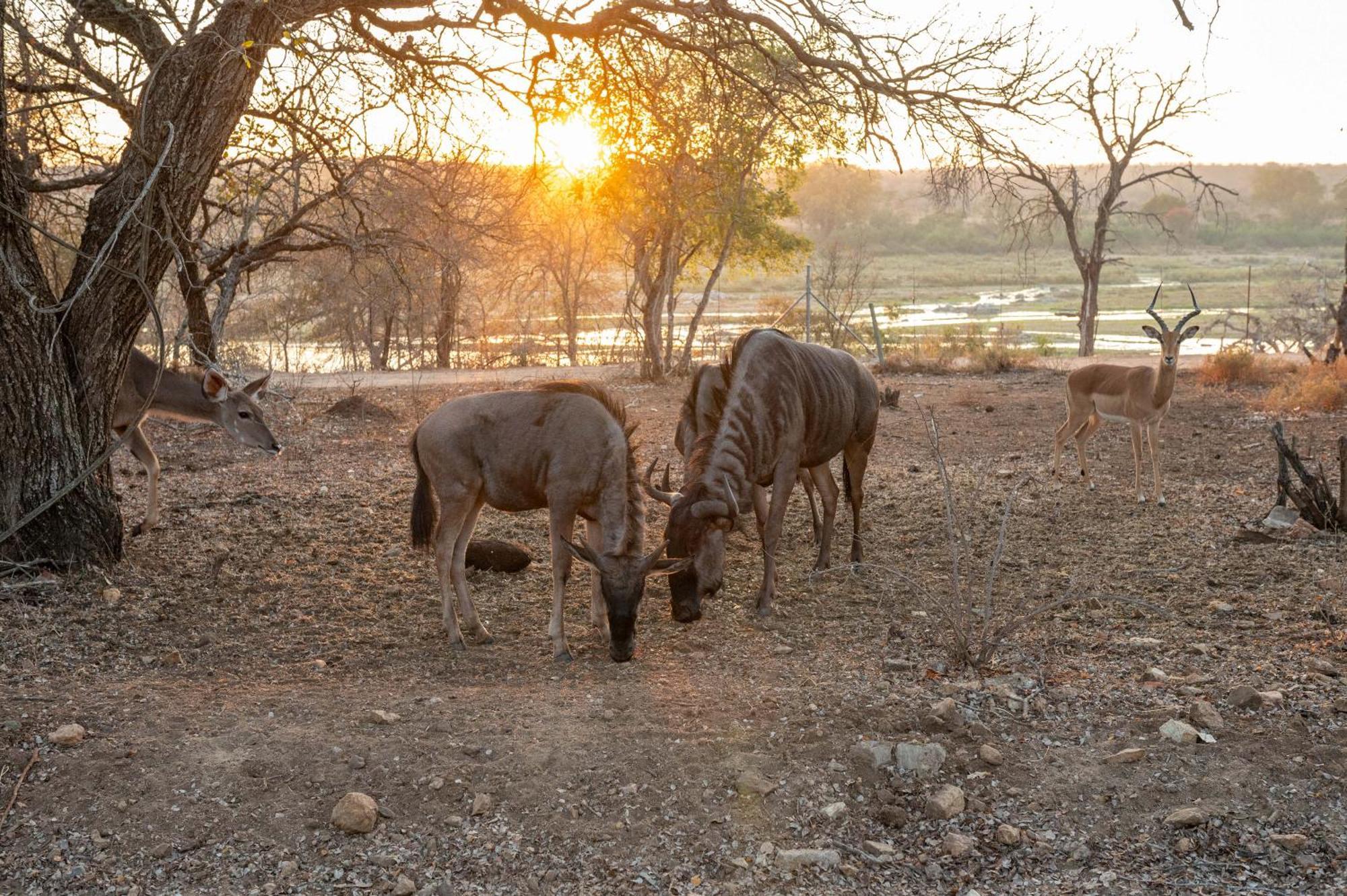 Foxy Crocodile Bush & Kruger Safari's - No Loadshedding *