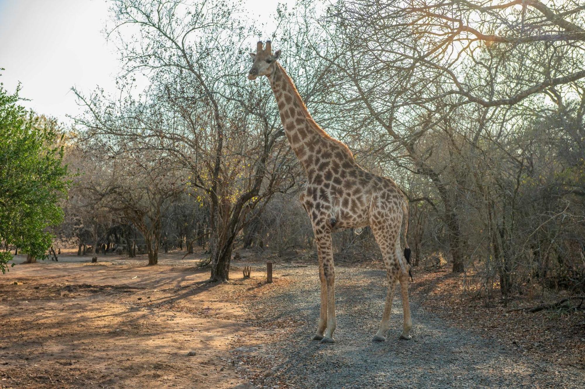 Lodge Foxy Crocodile Bush & Kruger Safari's - No Loadshedding *