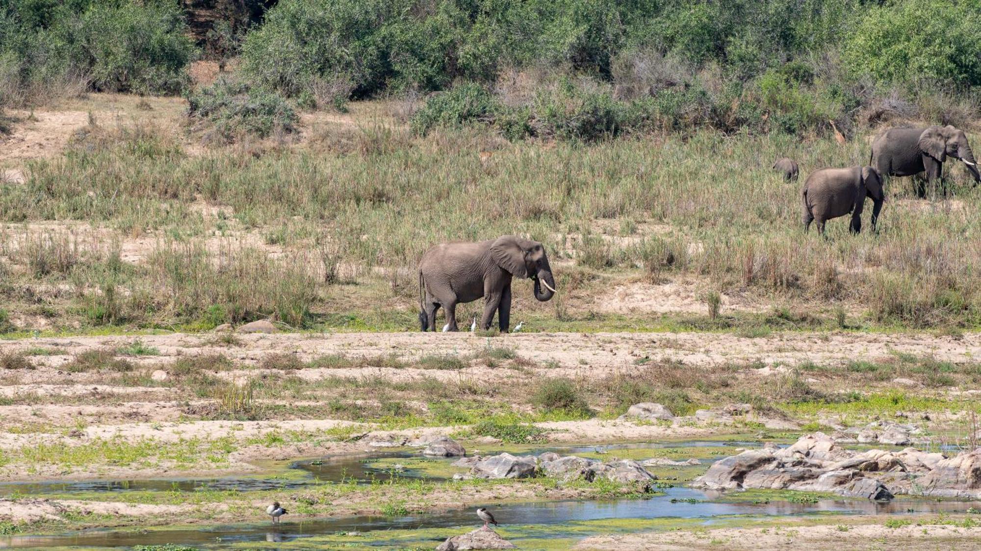 Foxy Crocodile Bush & Kruger Safari's - No Loadshedding