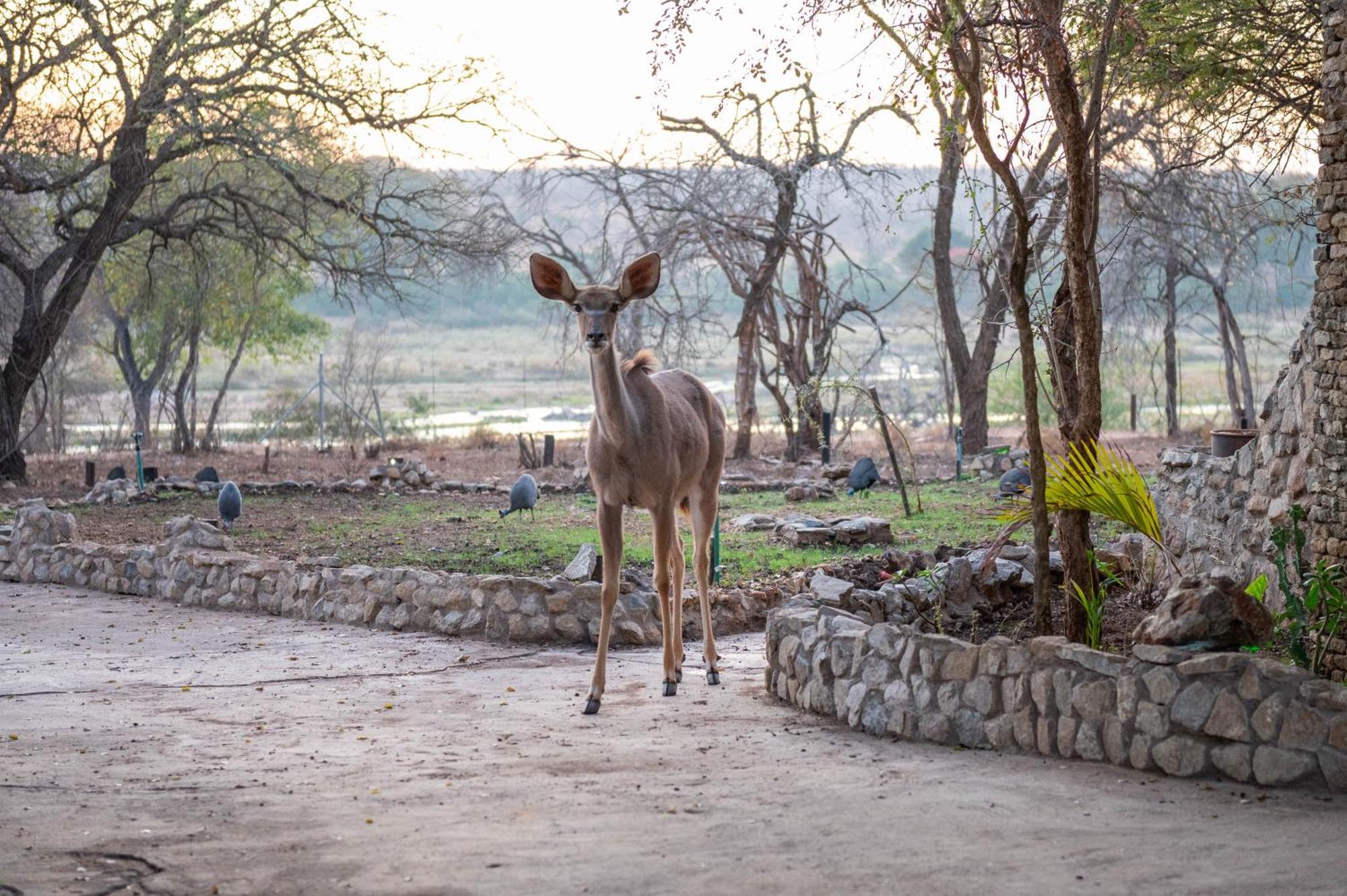 Lodge Foxy Crocodile Bush & Kruger Safari's - No Loadshedding *